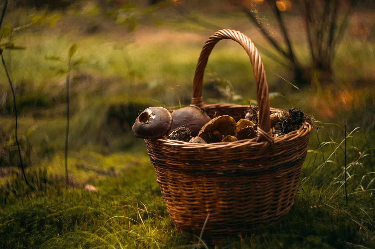 The Evolution of Chocolate: Introducing Mushroom Chocolate